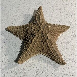 Knobby Starfish & Lightening Whelk Great Condition